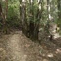A01006