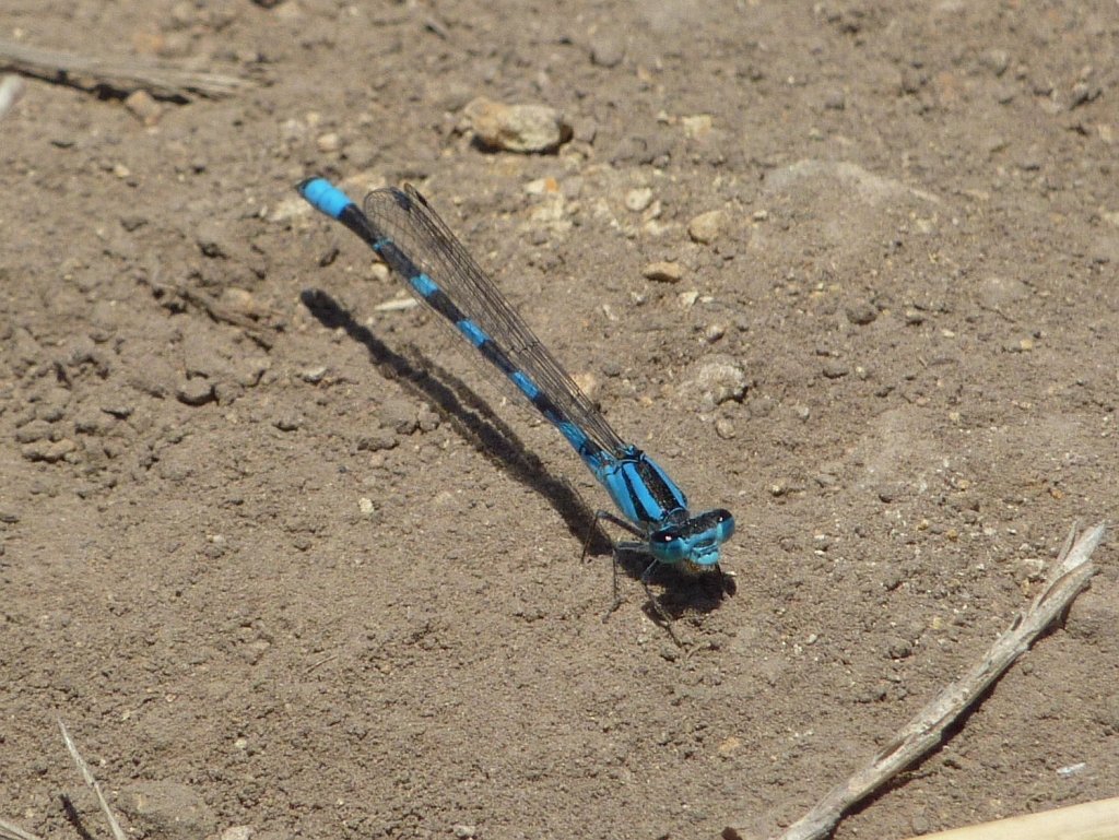 P1020618