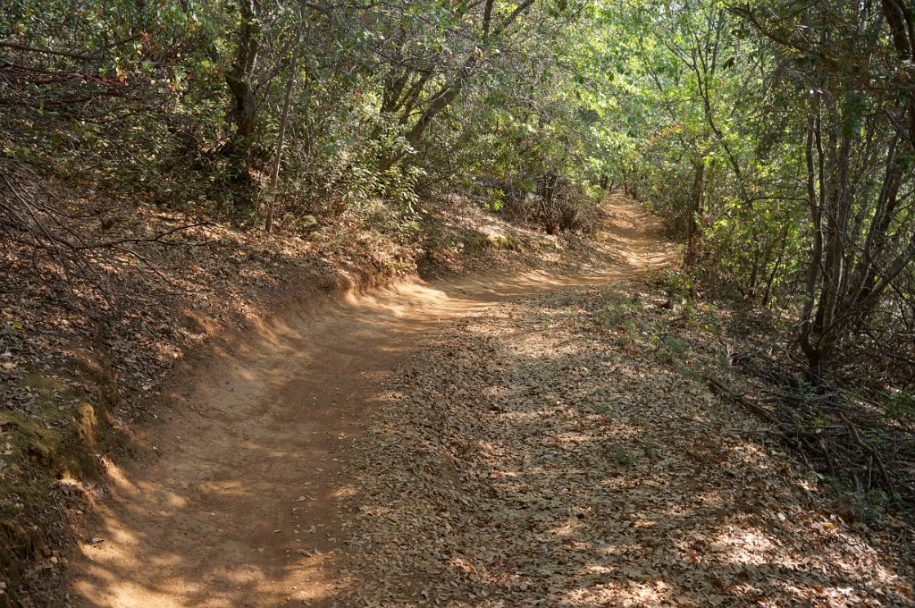 DSC06541