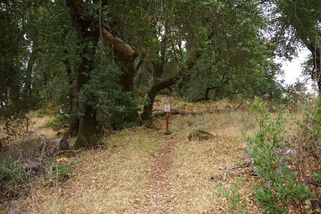 DSC06528