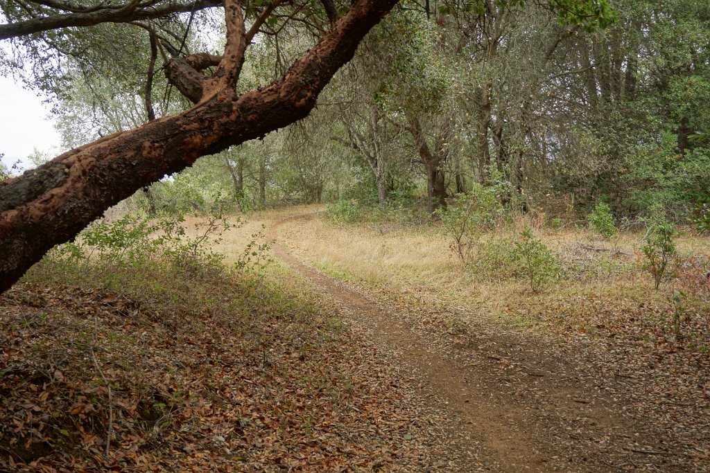 DSC06556
